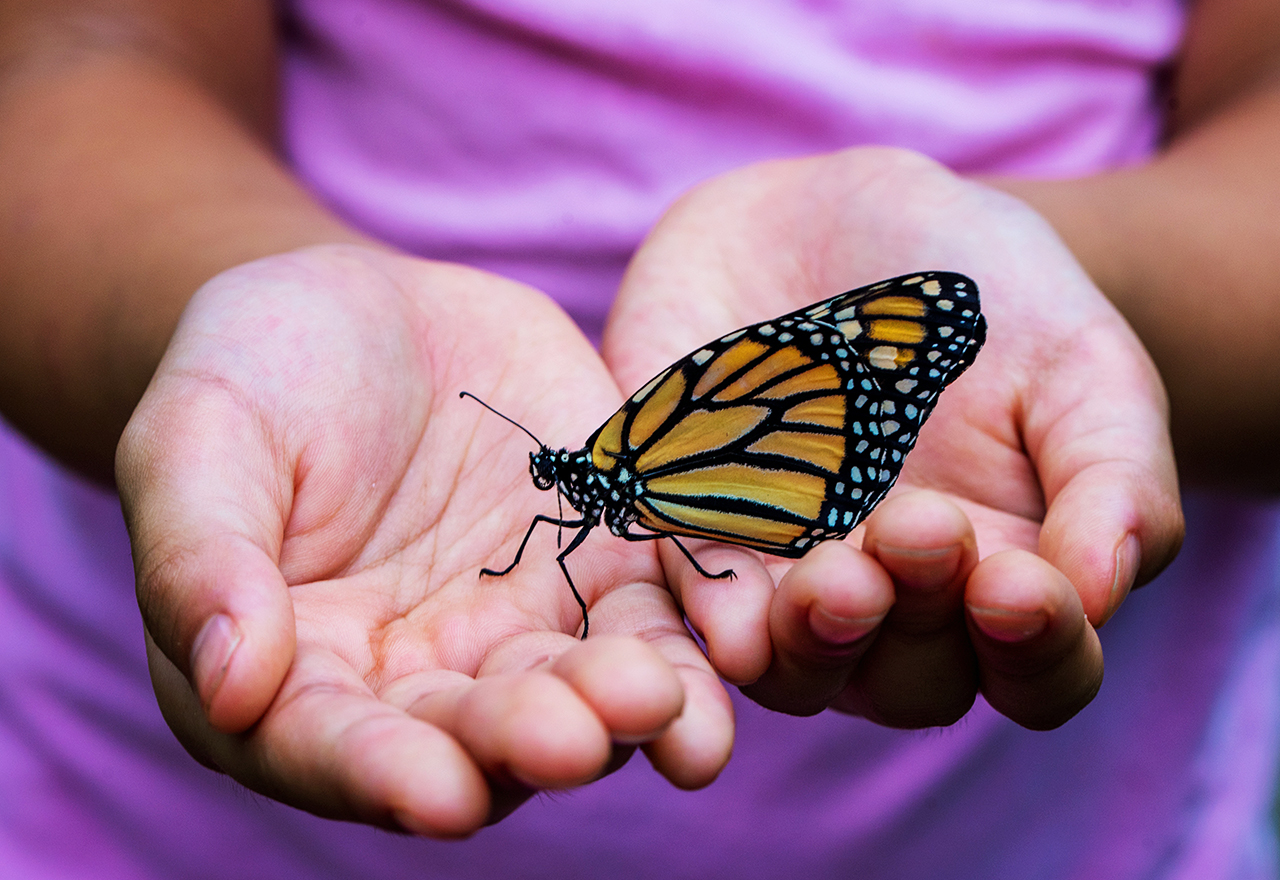 how-to-help-the-monarch-butterflies-in-their-plight